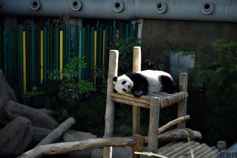 熊猫传奇手游,熊猫传奇手游官网下载