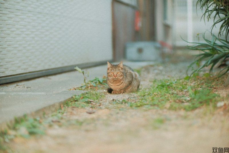 大猫传奇手游,大猫传奇手游官网下载